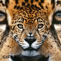 Close Up Of Leopard Face With Reflection GIF