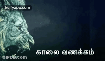Close Up Of Lion With Foreign Language GIF