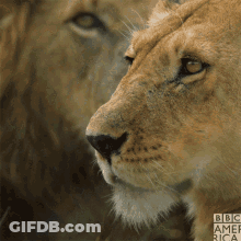 Close Up Of Lioness And Lion With BBC America GIF
