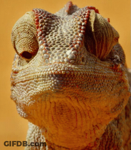 Close Up Of Lizard Face GIF
