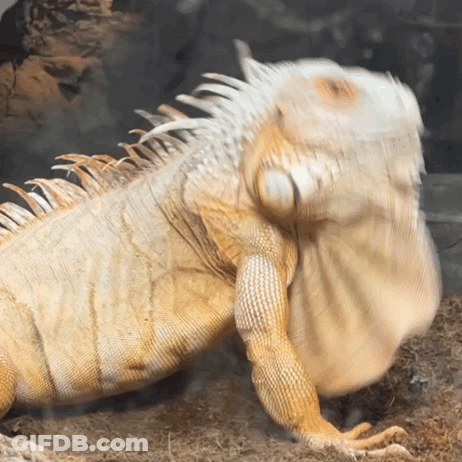 Close Up Of Lizard Head GIF