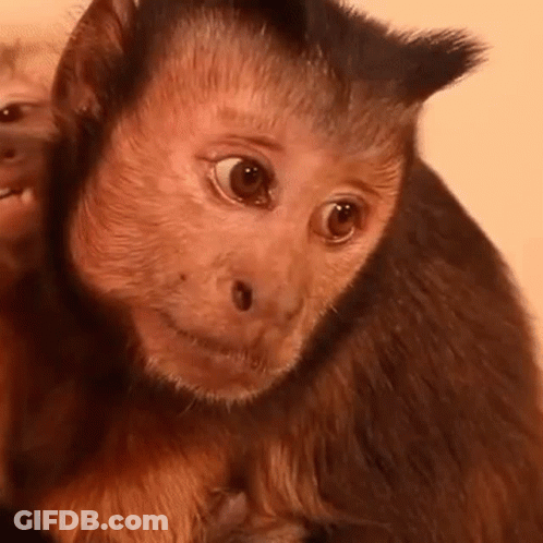 Close Up Of Monkey Looking At Camera With Another GIF