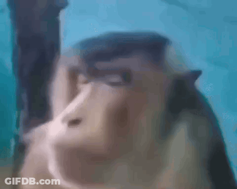 Close Up Of Monkey's Face GIF