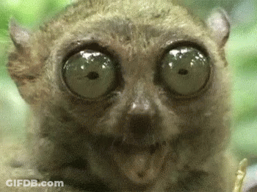 Close Up Of Monkey With Big Eyes GIF