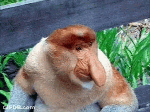 Close Up Of Monkey With Large Nose GIF