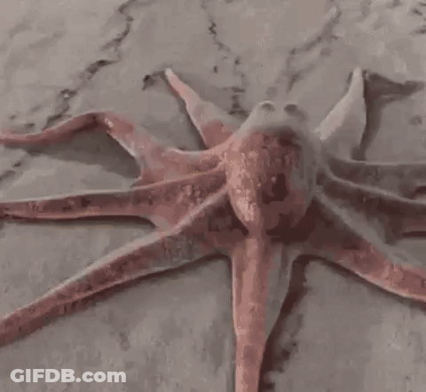 Close Up Of Octopus Laying On Table GIF