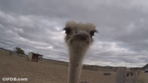 Close Up Of Ostrich Face Looking At Camera GIF
