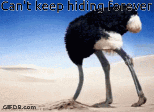 Close Up Of Ostrich Head And Neck With Red Beak GIF
