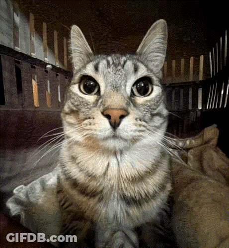 Close Up Of Owl Face With Yellow Eyes GIF