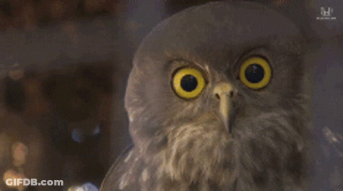 Close Up Of Owl Face With Yellow Eyes GIF