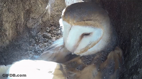Close Up Of Owl In Hole GIF