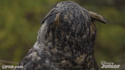 Close Up Of Owl With Disney Junior Logo GIF