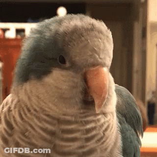 Close Up Of Parrot With Large Orange Beak GIF