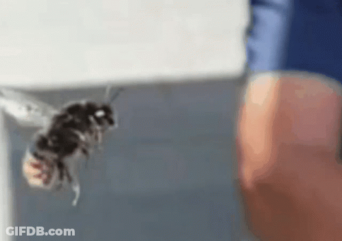 Close Up Of Person Holding Bee GIF