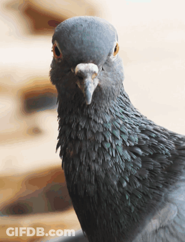 Close Up Of Pigeon Face GIF