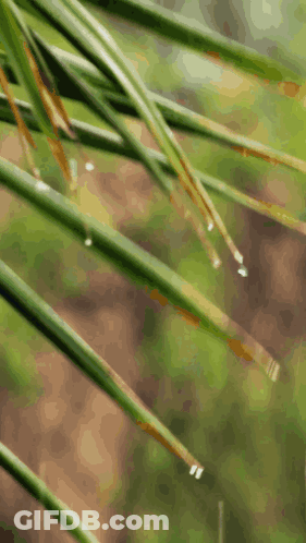 Close Up Of Plant With Water Drops On Leaves GIF