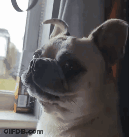 Close Up Of Pug Looking Out Window GIF