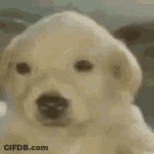 Close Up Of Puppy Face With Blurry Background GIF