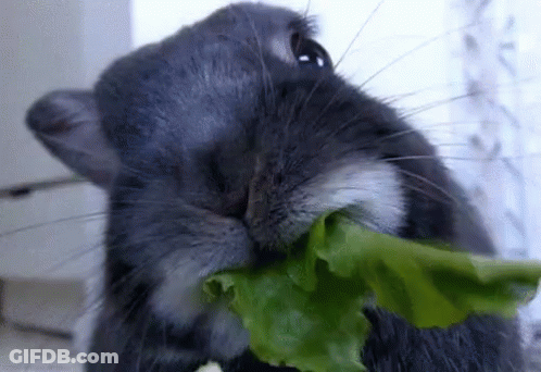 Close Up Of Rabbit Eating Lettuce GIF
