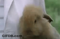 Close Up Of Rabbit On Table GIF