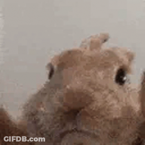 Close Up Of Rabbit Stuffed Animal GIF