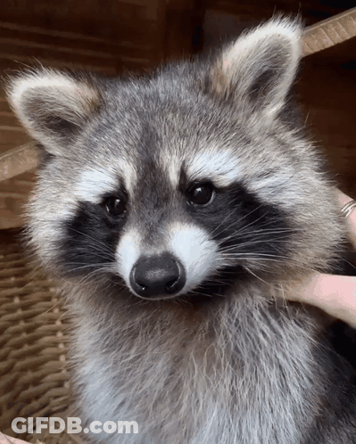 Close Up Of Raccoon Being Petted GIF