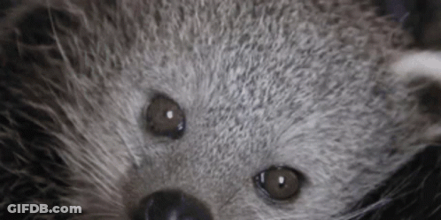 Close Up Of Raccoon Face And Eyes GIF