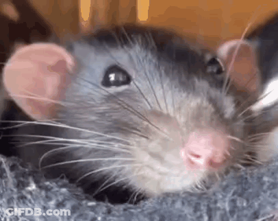 Close Up Of Rat's Face GIF