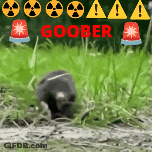 Close Up Of Rat With Mouth Open GIF