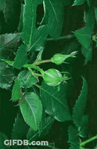 Close Up Of Red Flower With Green Leaves GIF