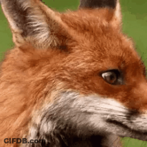 Close Up Of Red Fox Face GIF