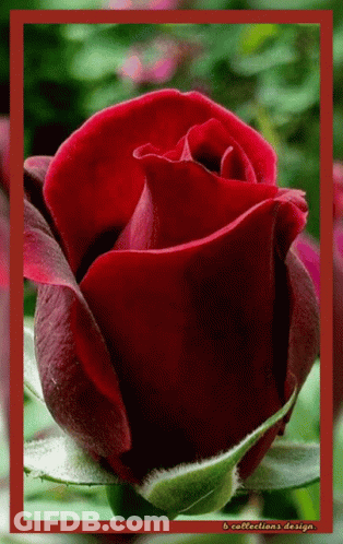 Close Up Of Red Rose In Red Frame GIF