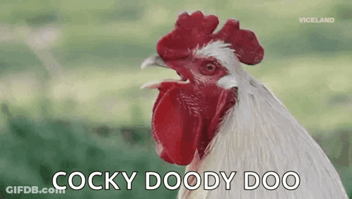 Close Up Of Rooster Cocky Doody Doo GIF