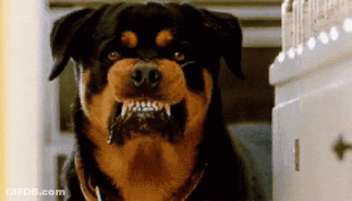 Close Up Of Rottweiler With Mouth Open And Teeth Showing GIF