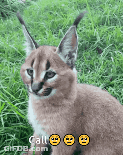 Close Up Of Sad Cat Saying Call GIF