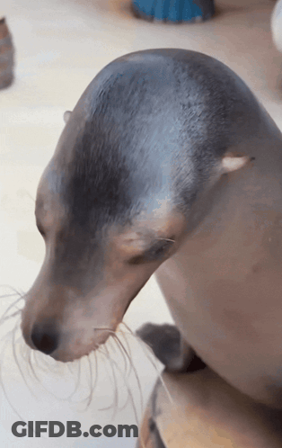 Close Up Of Seal Head GIF