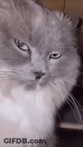 Close-Up Of Serious Cat Face GIF