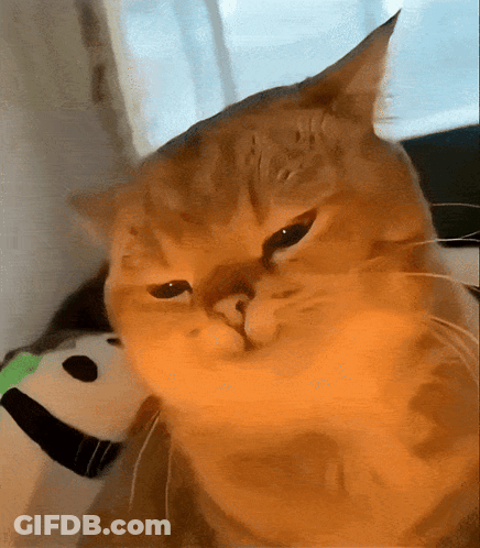 Close Up Of Serious Cat Face GIF