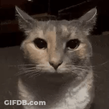 Close Up Of Serious Cat GIF