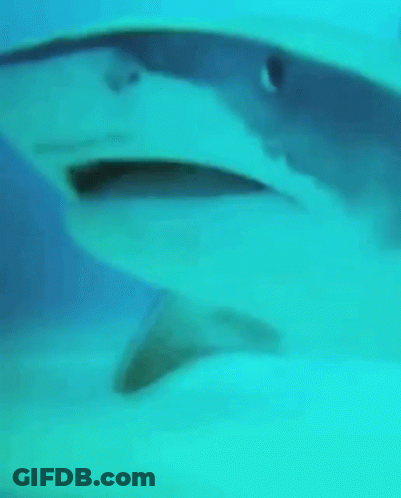 Close Up Of Shark Swimming GIF