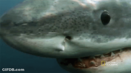 Close Up Of Shark With National Geographic GIF
