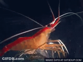 Close Up Of Shrimp With Gifsoup Watermark GIF