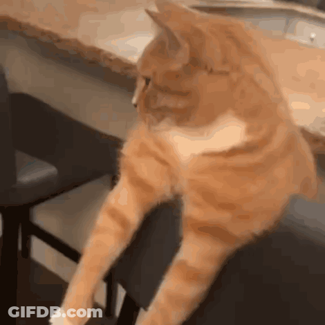 Close Up Of Sitting Cat GIF