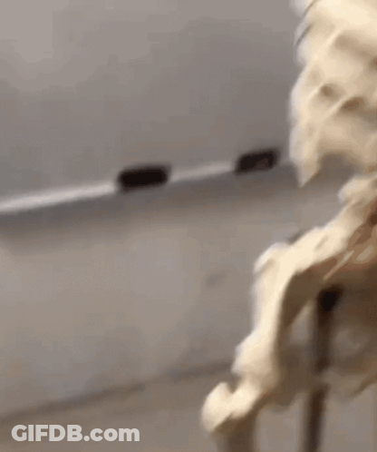 Close Up Of Skeleton In Classroom With White Board GIF