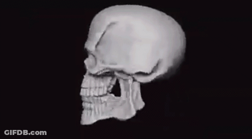 Close Up Of Skull On Black Background GIF