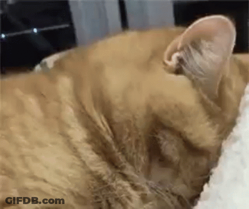 Close Up Of Sleeping Cat GIF