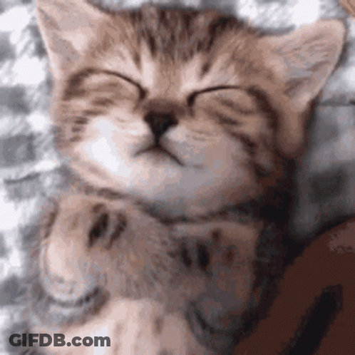 Close Up Of Sleeping Kitten GIF