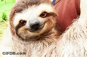 Close Up Of Sloth Face With Arm Around It GIF