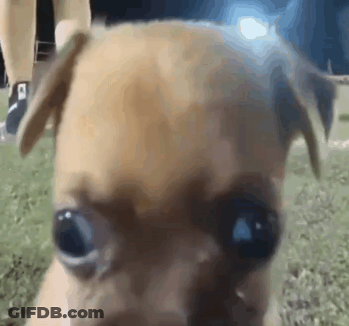 Close Up Of Small Brown Dog With Person Behind GIF