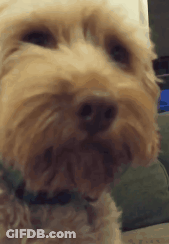 Close Up Of Small Dog Face Looking At Camera GIF